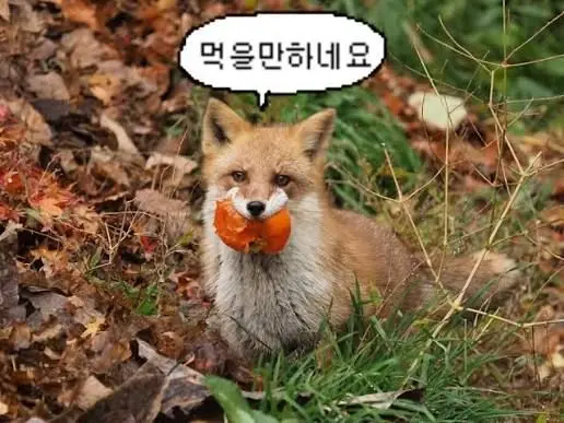 Profile image of 여우