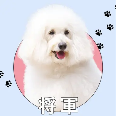 Profile image of 将軍