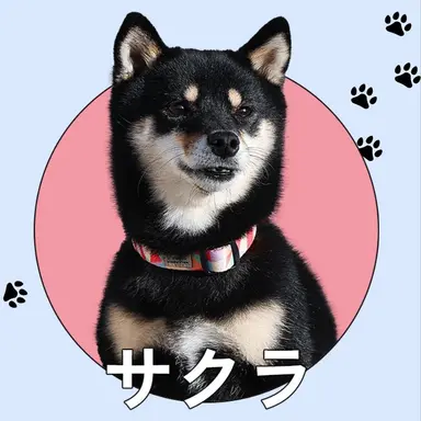 Profile image of サクラ