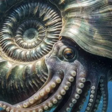 Profile image of アモナイ