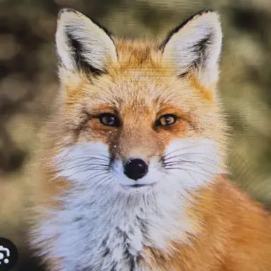 Profile image of Fox