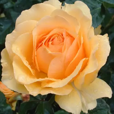 Profile image of ルイス