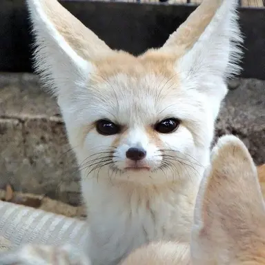 Profile image of Foxian