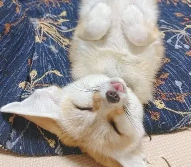Profile image of Foxian