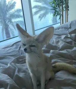 Profile image of Foxian