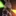 스카