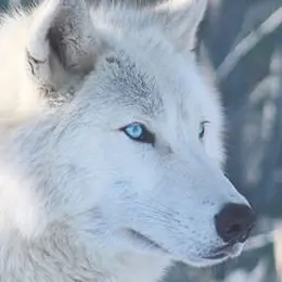 Profile image of 白姫