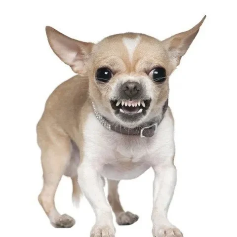 관경병에걸린 치와와