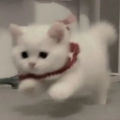 Profile image of 고양이