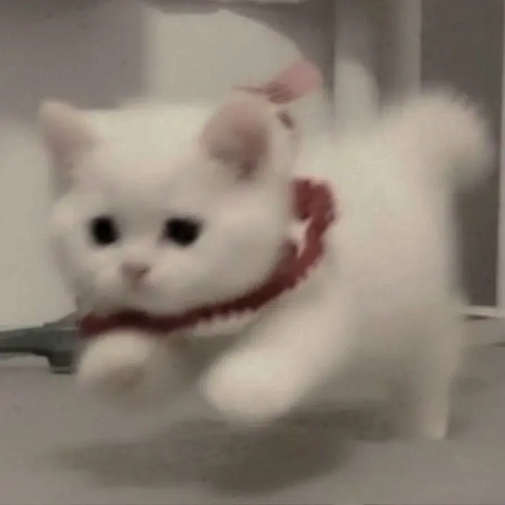 TimidSlice4023의 고양이 길들이기