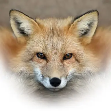 Profile image of 여우