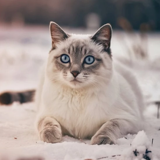 고양이