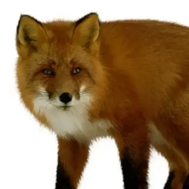 Profile image of 김여우