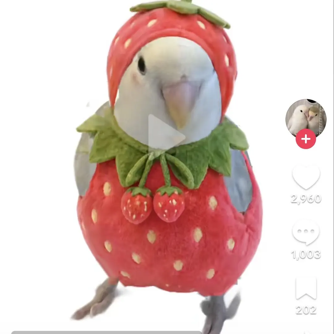 Ys_lx의 친오빠가나회진?