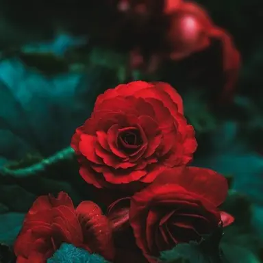 Profile image of 라더