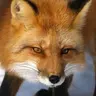 Profile image of Yeou