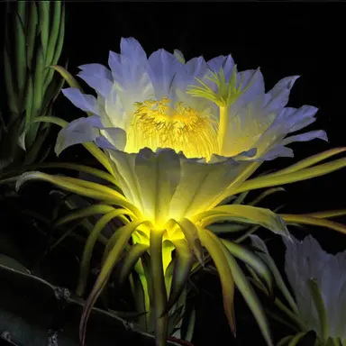 Profile image of 水菜透