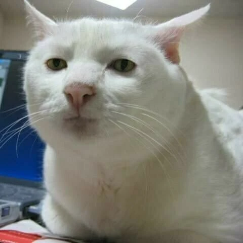 테오