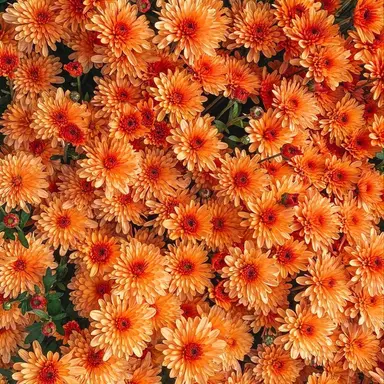 Profile image of 向井康二