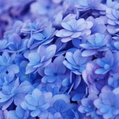 Profile image of 渡辺翔太