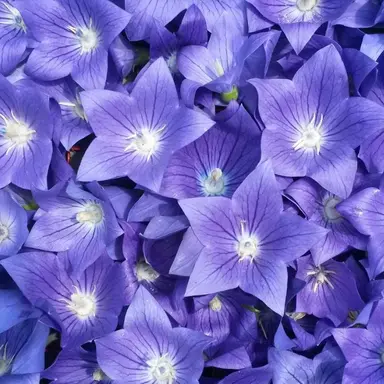 Profile image of 深澤辰哉