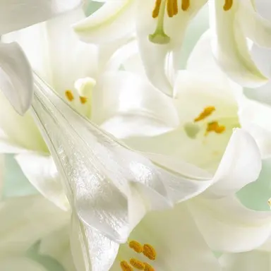 Profile image of ラウール