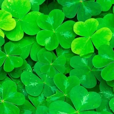 Profile image of 阿部亮平