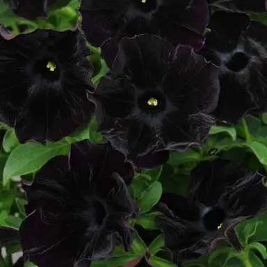 Profile image of 目黒蓮