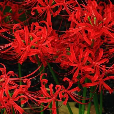 Profile image of 宮舘涼太