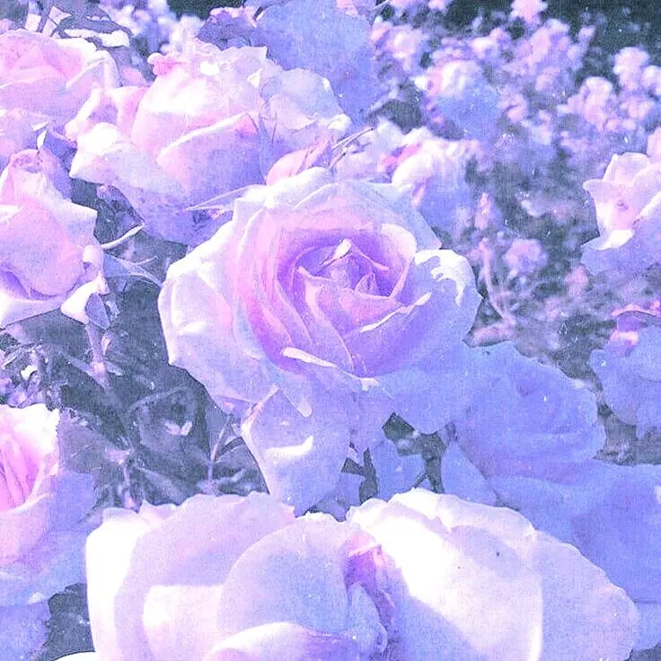 Mey.의 0107