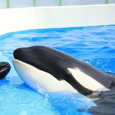 AlienSkin0639의 水族館の飼育員（カズト）
