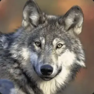 Profile image of 늑대