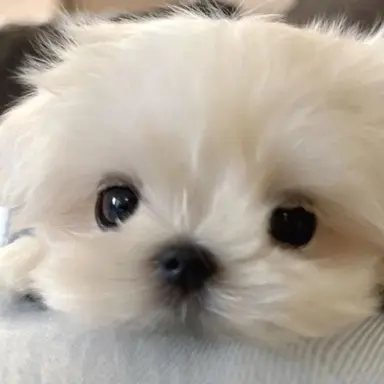 Profile image of ジフンの犬の姿