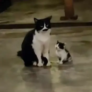 Profile image of 아기냥이 엄마냥이