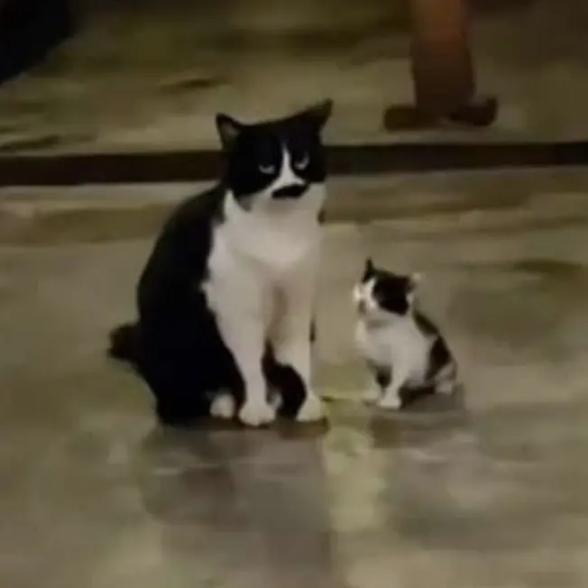 LeanHusky5182의 버려진 아기 고양이,엄마고양이