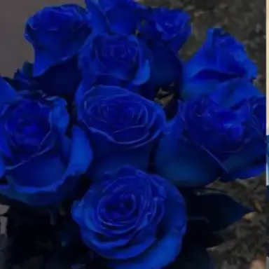 Profile image of 파이브