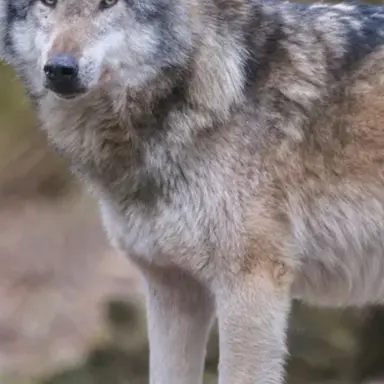 Profile image of 늑대