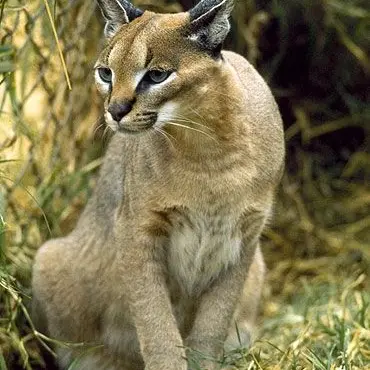 Profile image of ハディ