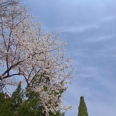 Profile image of 이영서