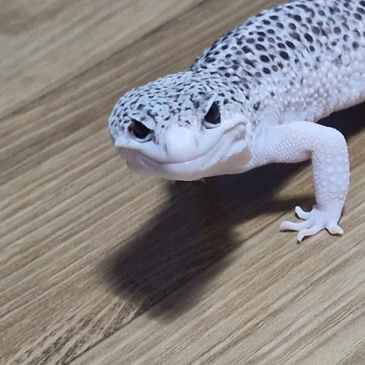 두부(주인장 도마뱀)