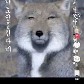 Profile image of 여우