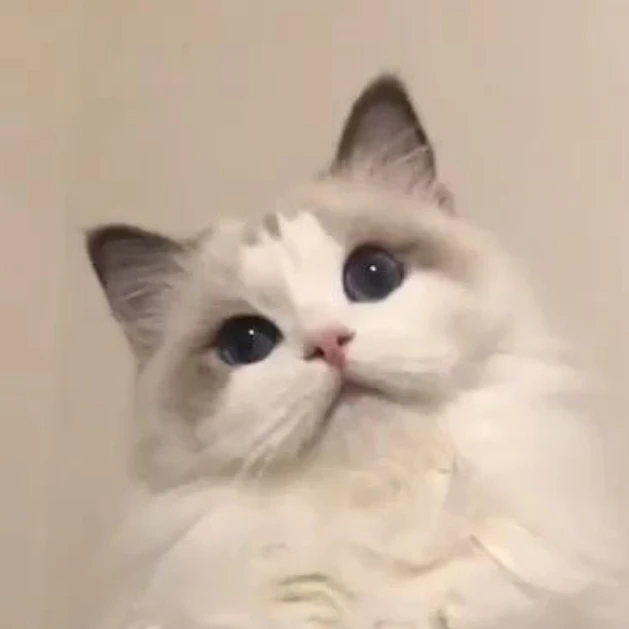 나비