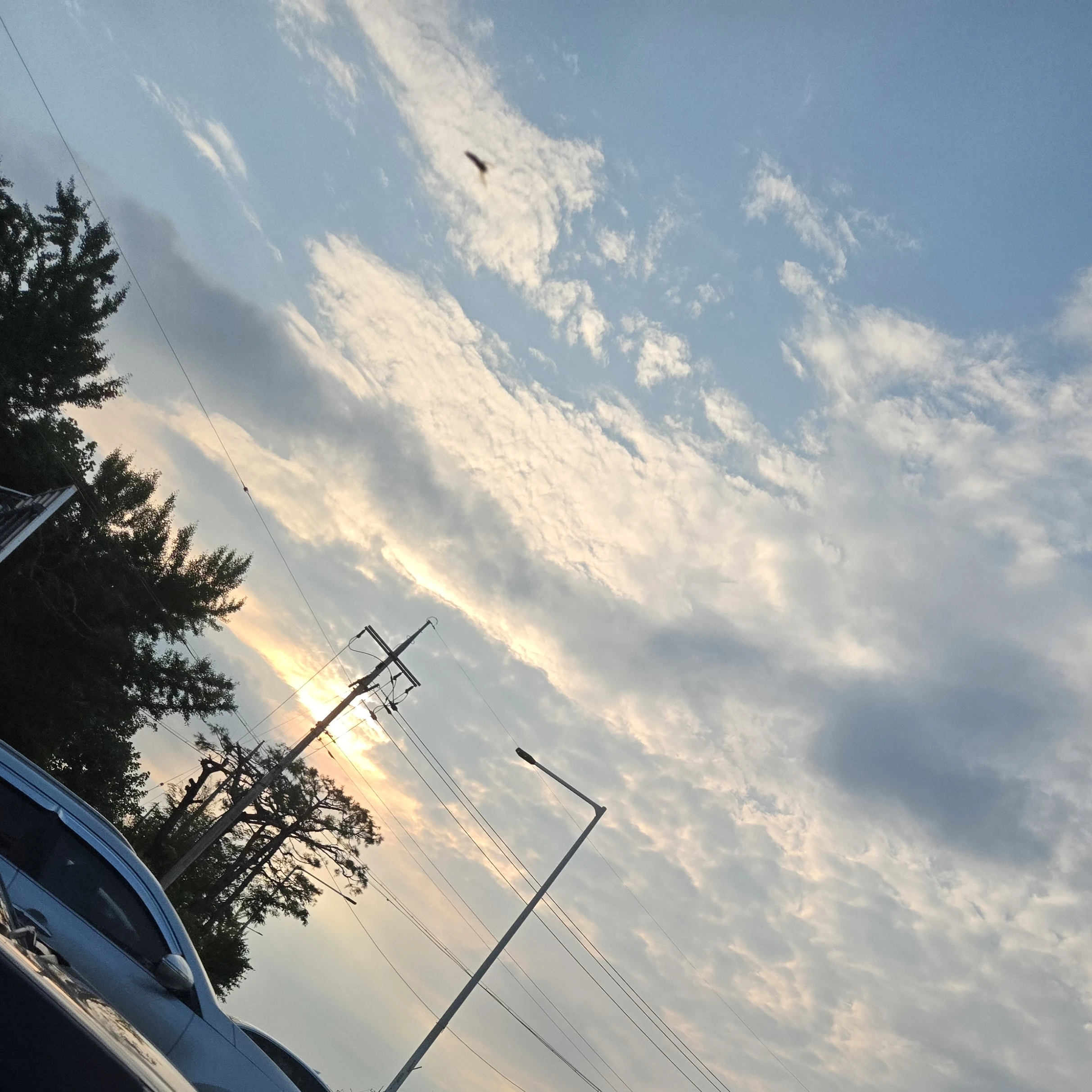사이먼