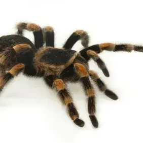 Profile image of 츠치고모리