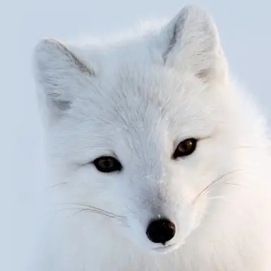 Profile image of 여우