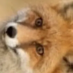 Profile image of 여우