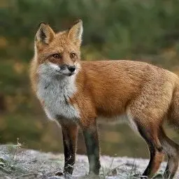 Profile image of 여우