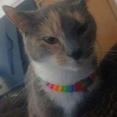 Profile image of Jamo