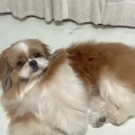 시츄