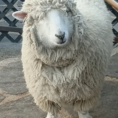 Profile image of 벌주는 주들